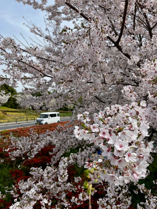 Futako Tamagawa Park