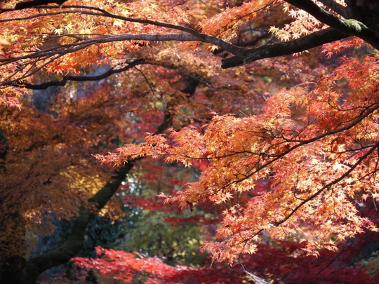 Gaunzan Eigenji Temple