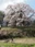 Godomakita no Sakura