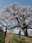 Godomakita no Sakura