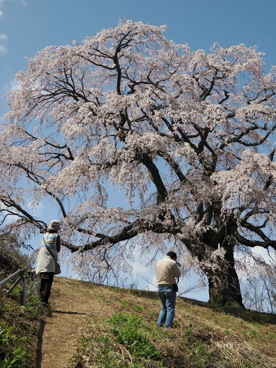 Godomakita no Sakura