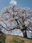 Godomakita no Sakura