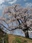 Godomakita no Sakura