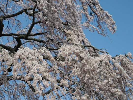 Godomakita no Sakura