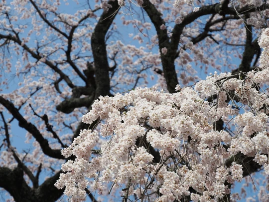 Godomakita no Sakura