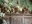 Gotokuji