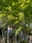 Hase-dera