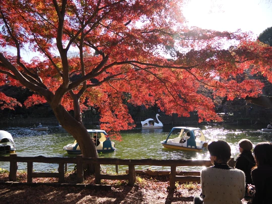 Inokashira Park
