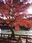 Inokashira Park