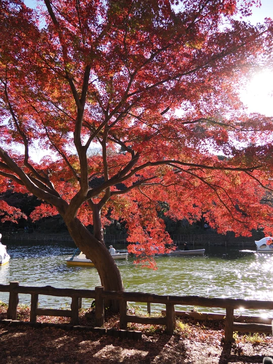Inokashira Park