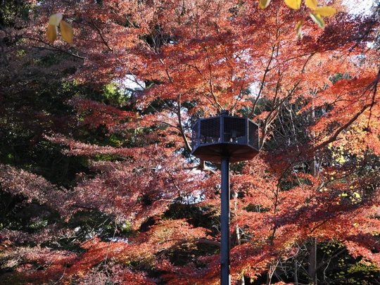 Inokashira Park