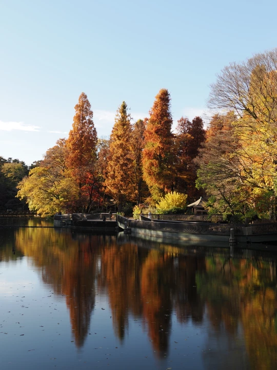 Inokashira Park