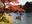 Inokashira Park