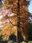 Inokashira Park