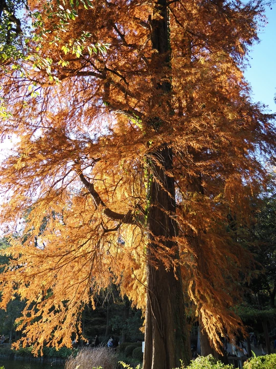 Inokashira Park