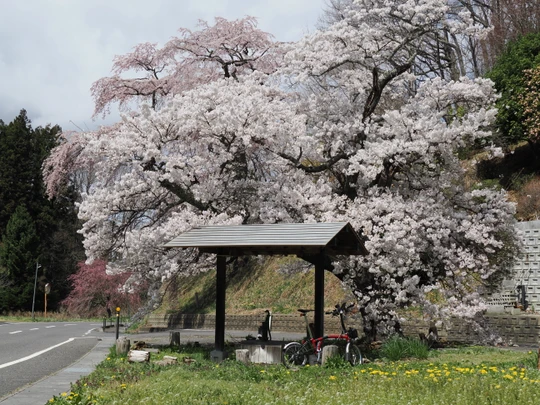 Ise-zakura