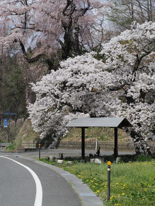 Ise-zakura