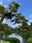 Kenroku-en Garden