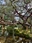 Kenroku-en Garden