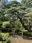 Kenroku-en Garden