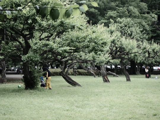 Kinuta Park