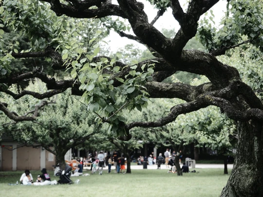 Kinuta Park