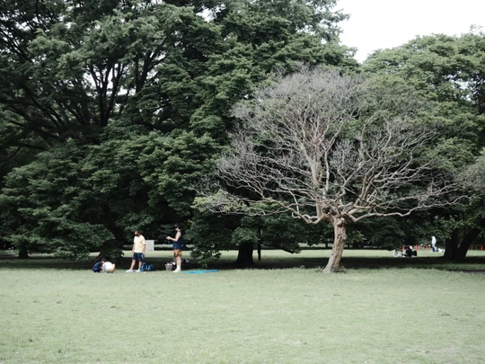 Kinuta Park