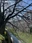 Meguro River
