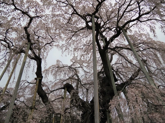 Miharu Takizakura