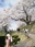 Miharu Takizakura