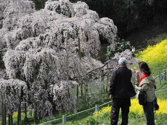 Miharu Takizakura