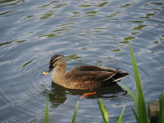 Mitsuike Park