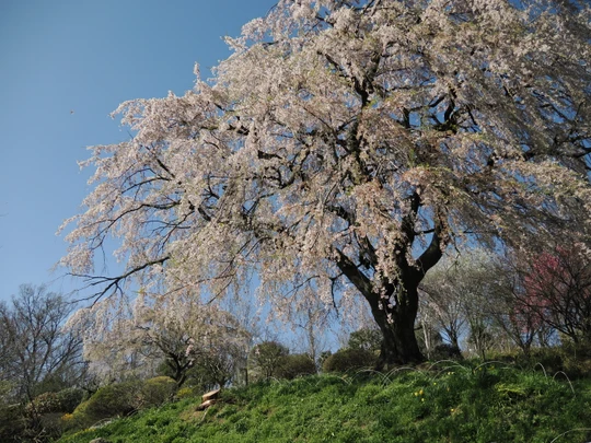 Nakaida no Sakura
