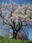 Nakaida no Sakura