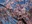 Nicchusen Shidare Zakura