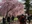 Nicchusen Shidare Zakura
