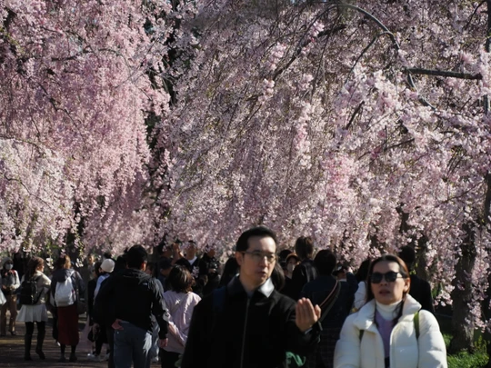 Nicchusen Shidare Zakura