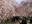 Nicchusen Shidare Zakura