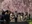 Nicchusen Shidare Zakura
