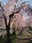 Nicchusen Shidare Zakura