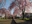 Nicchusen Shidare Zakura