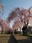 Nicchusen Shidare Zakura