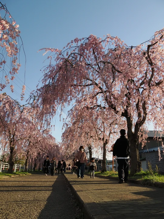 Nicchusen Shidare Zakura