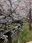 Nikaryo Waterway