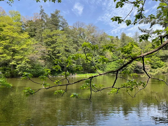 Shakujii Park