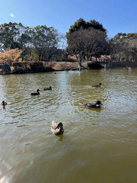 Sodegaura Park