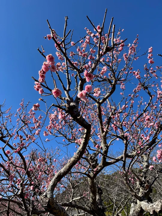 Sodegaura Park