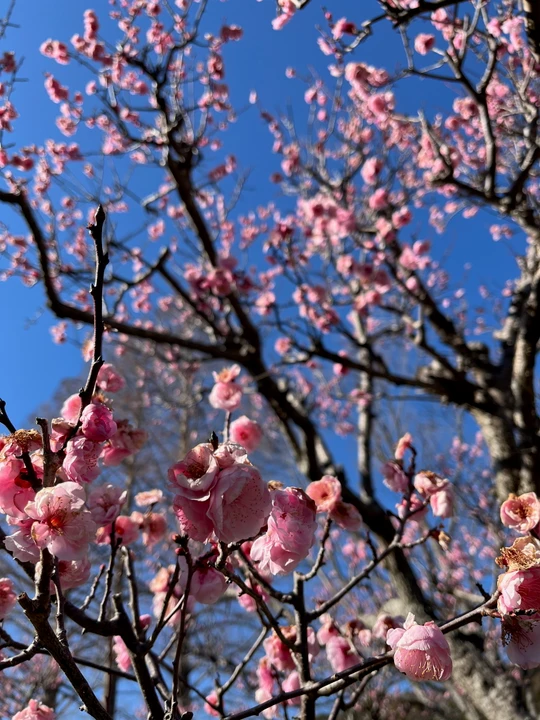 Sodegaura Park