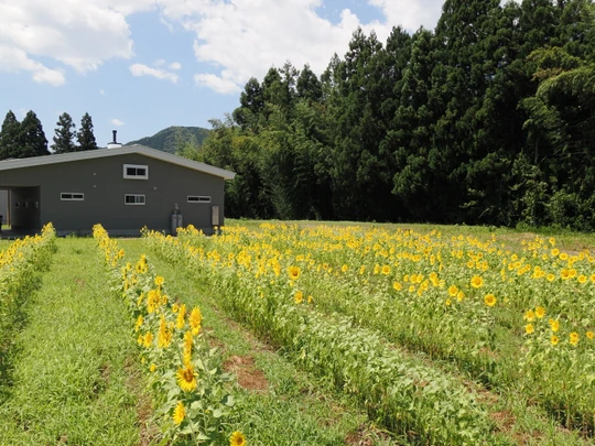 Sunflower Field