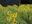 Sunflower Field